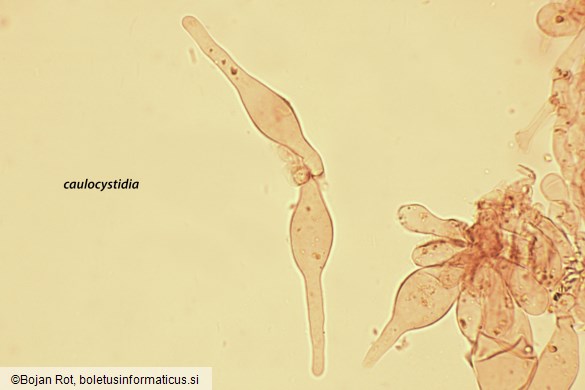 Psathyrella corrugis