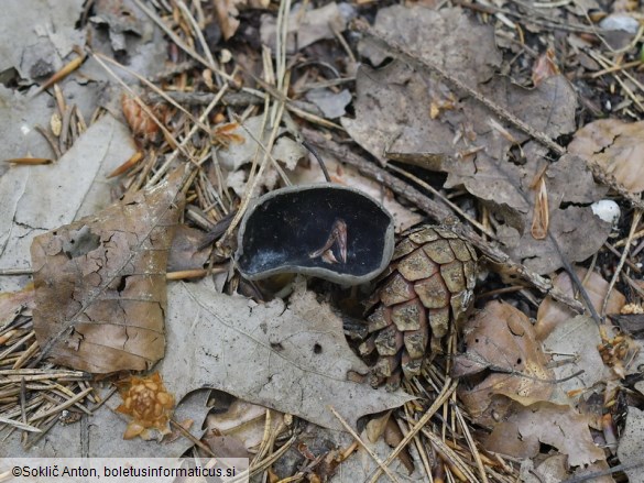 Helvella solitaria