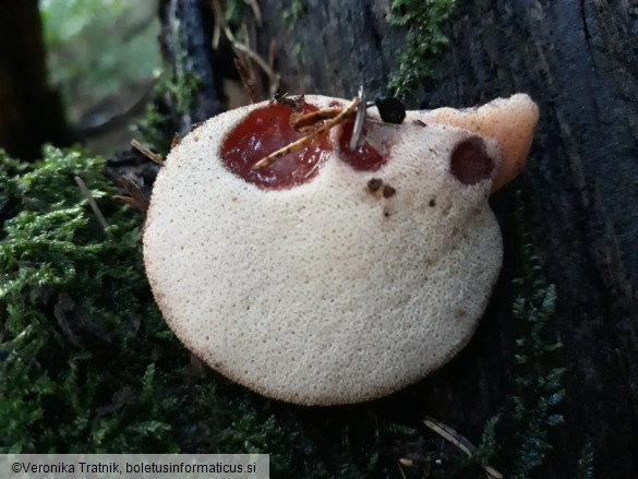 Fistulina hepatica