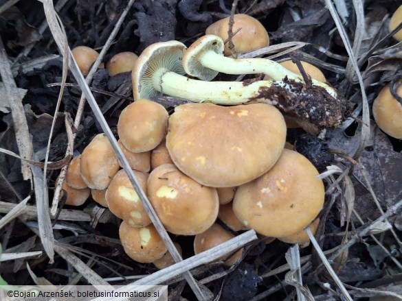 Hypholoma fasciculare