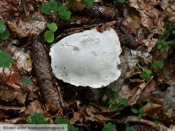 Boletus edulis f. albus