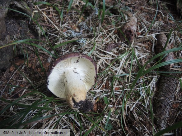 Russula viscida