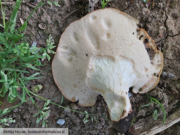 Polyporus tuberaster