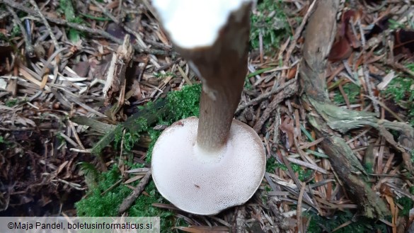 Tylopilus felleus