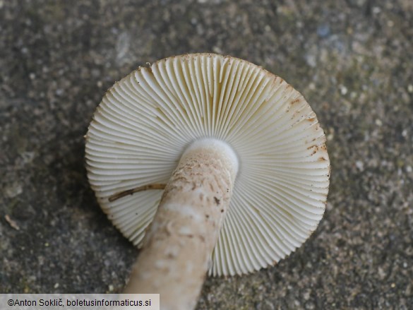 Amanita lepiotoides