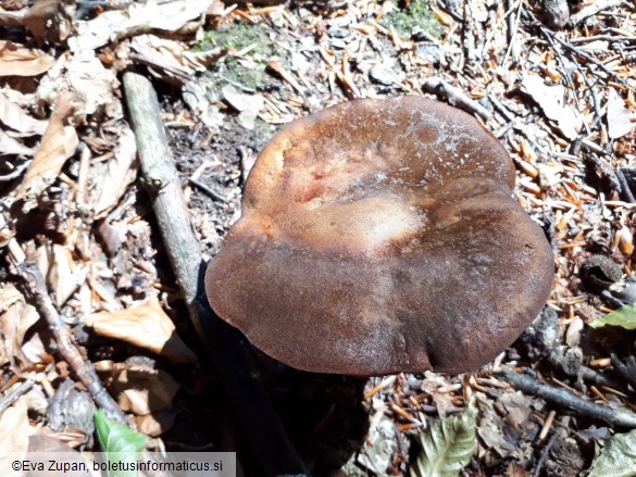 Neoboletus xanthopus