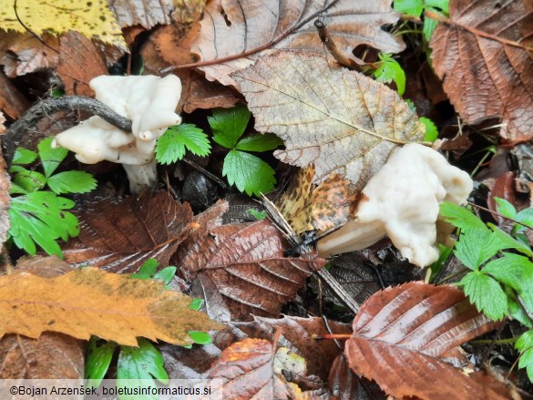 Helvella crispa