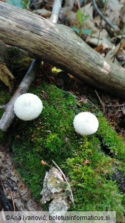 Lycoperdon perlatum