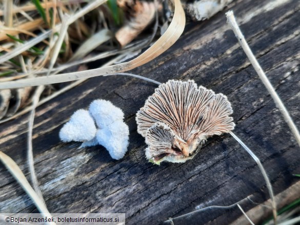 Schizophyllum commune