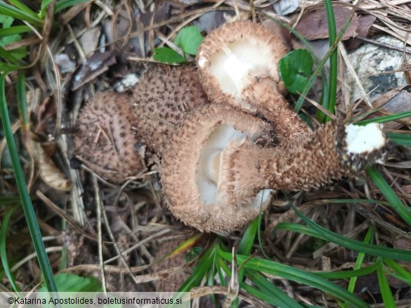 Echinoderma calcicola