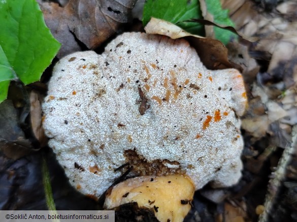 Hypomyces lateritius