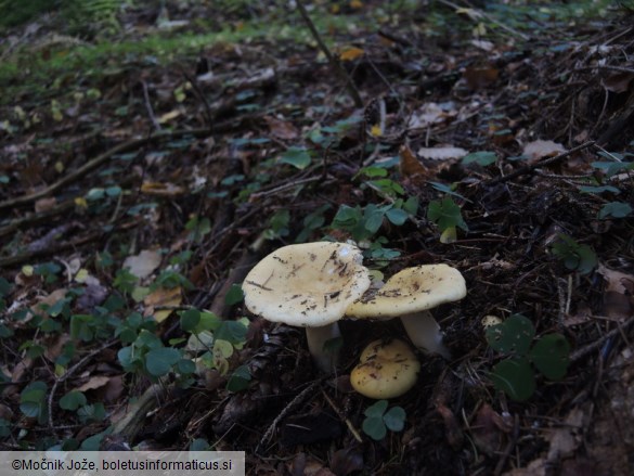 Russula ochroleuca