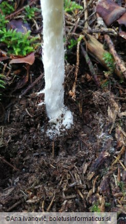 Amanita virosa