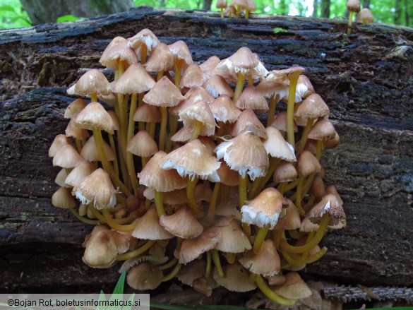 Mycena renati