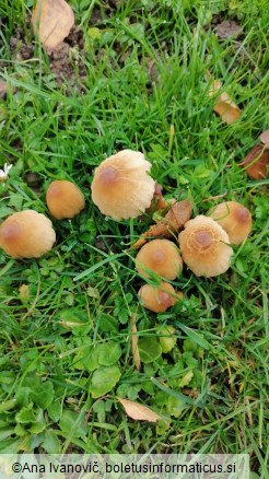 Coprinus micaceus