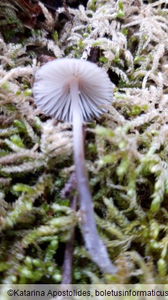 Mycena leptocephala