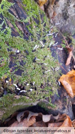 Xylaria hypoxylon