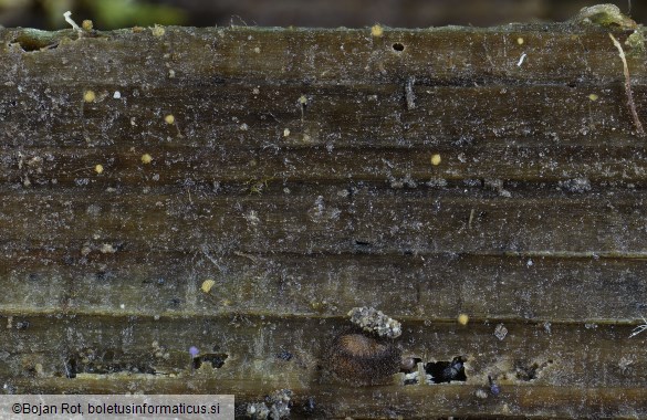 Cribraria oregana