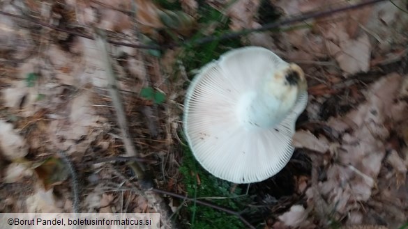 Russula virescens