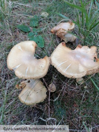 Cortinarius caperatus