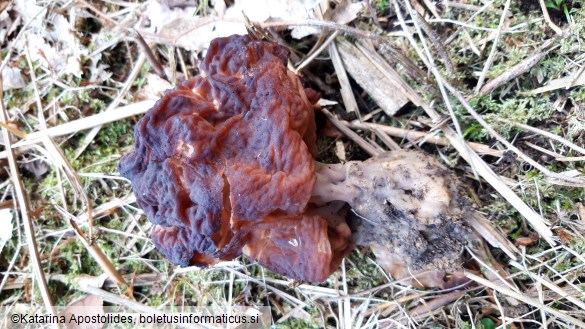 Gyromitra esculenta