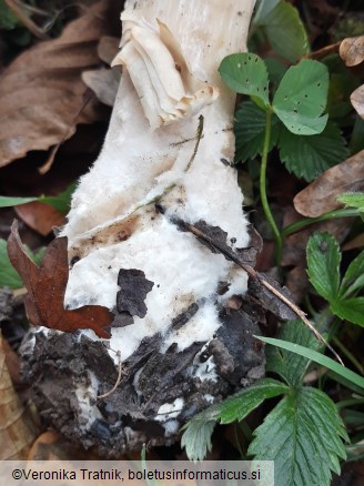 Clitocybe geotropa