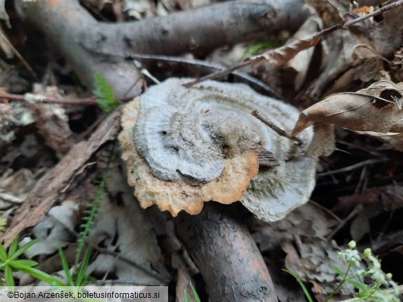 Trametes hirsuta