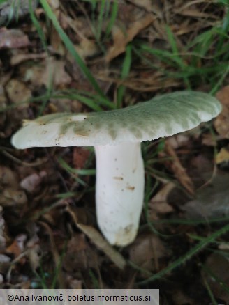 Russula virescens