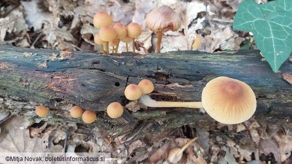 Mycena renati