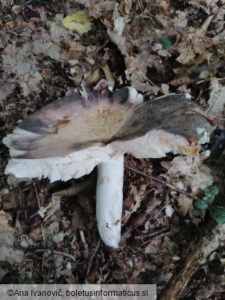 Russula cyanoxantha