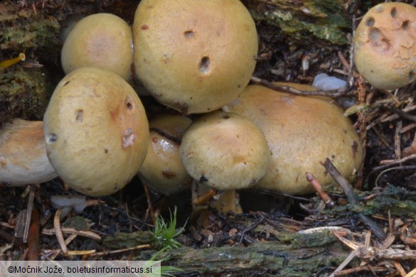 Cortinarius subtortus