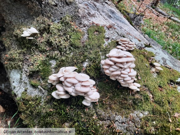 Pleurotus pulmonarius