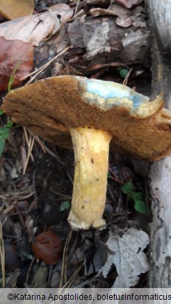 Suillus variegatus