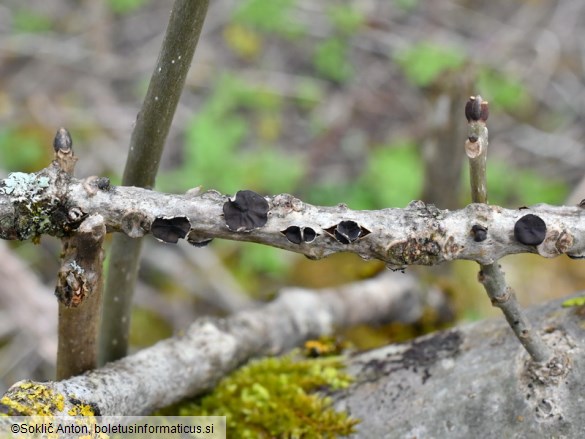 Sclerencoelia fraxinicola