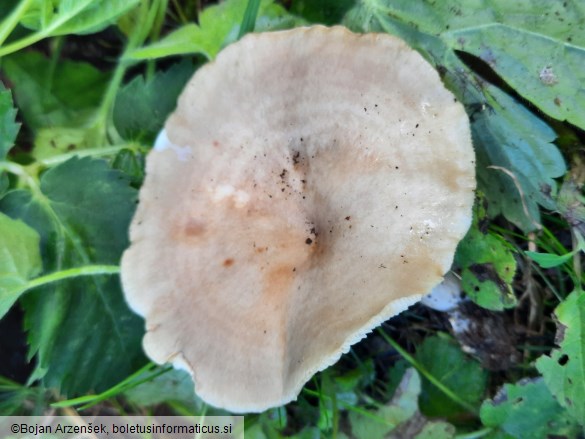 Lactarius pyrogalus