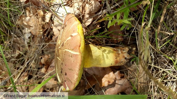 Butyriboletus fechtneri