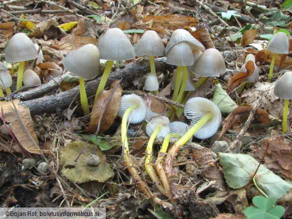 Mycena viscosa