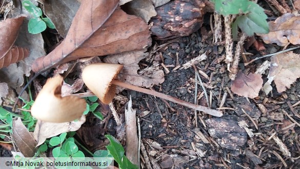 Conocybe pubescens