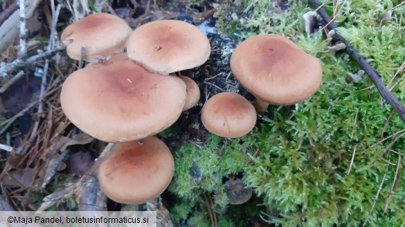 Hypholoma sublateritium