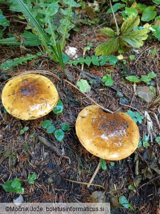 Cortinarius splendens