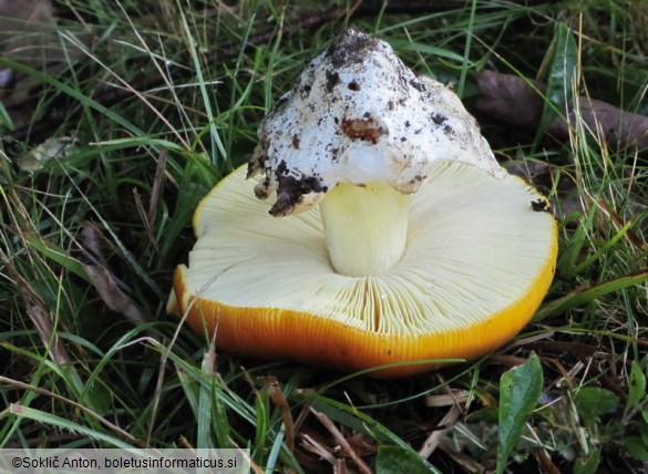 Amanita caesarea