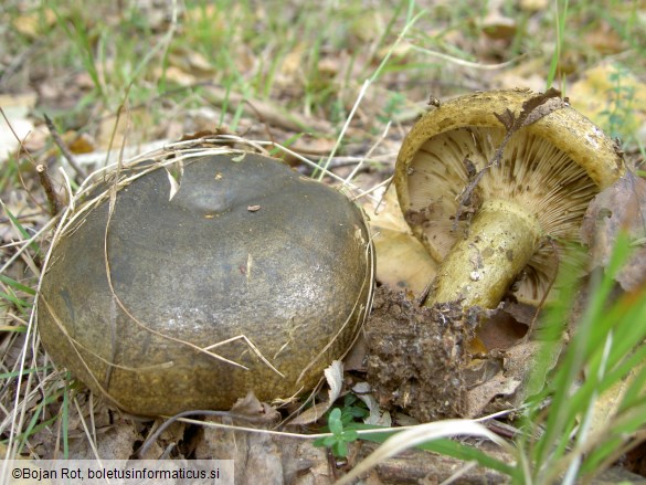 Lactarius necator