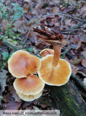 Pholiota squarrosa