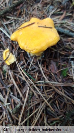 Cantharellus cibarius