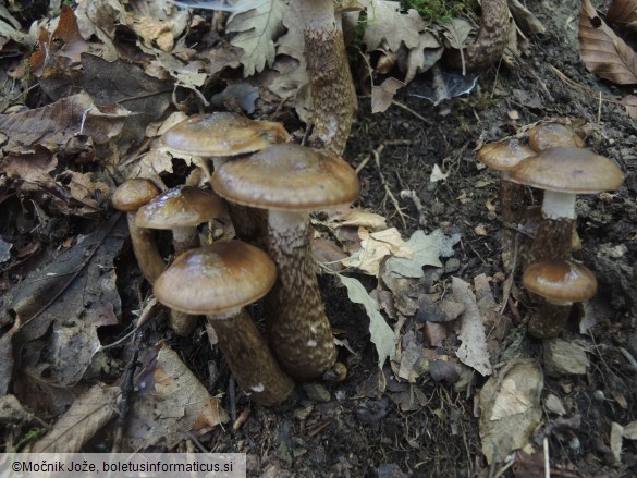 Hygrophorus persoonii