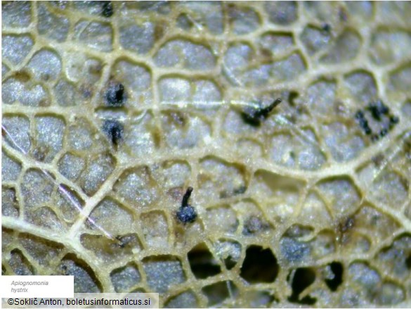 Apiognomonia hystrix