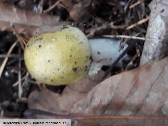 Amanita phalloides