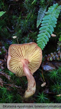 Phylloporus rhodoxanthus