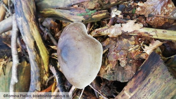 Pluteus atricapillus