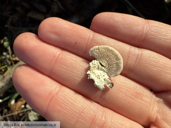 Irpex lacteus